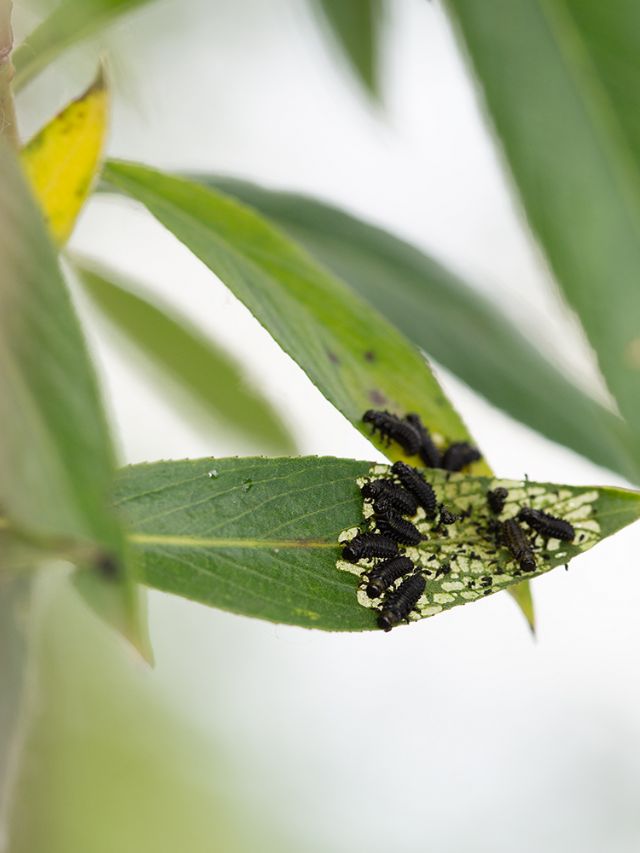 Larve da id.: Gonioctena sp.?